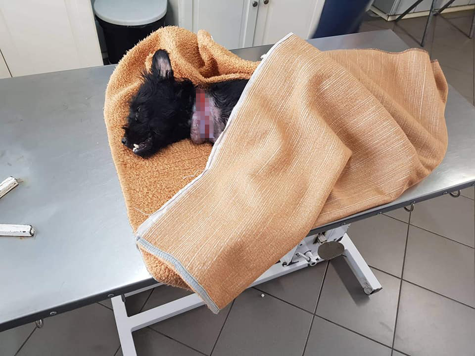Elbukott az állatvédelmi törvény szigorításának kísérlete