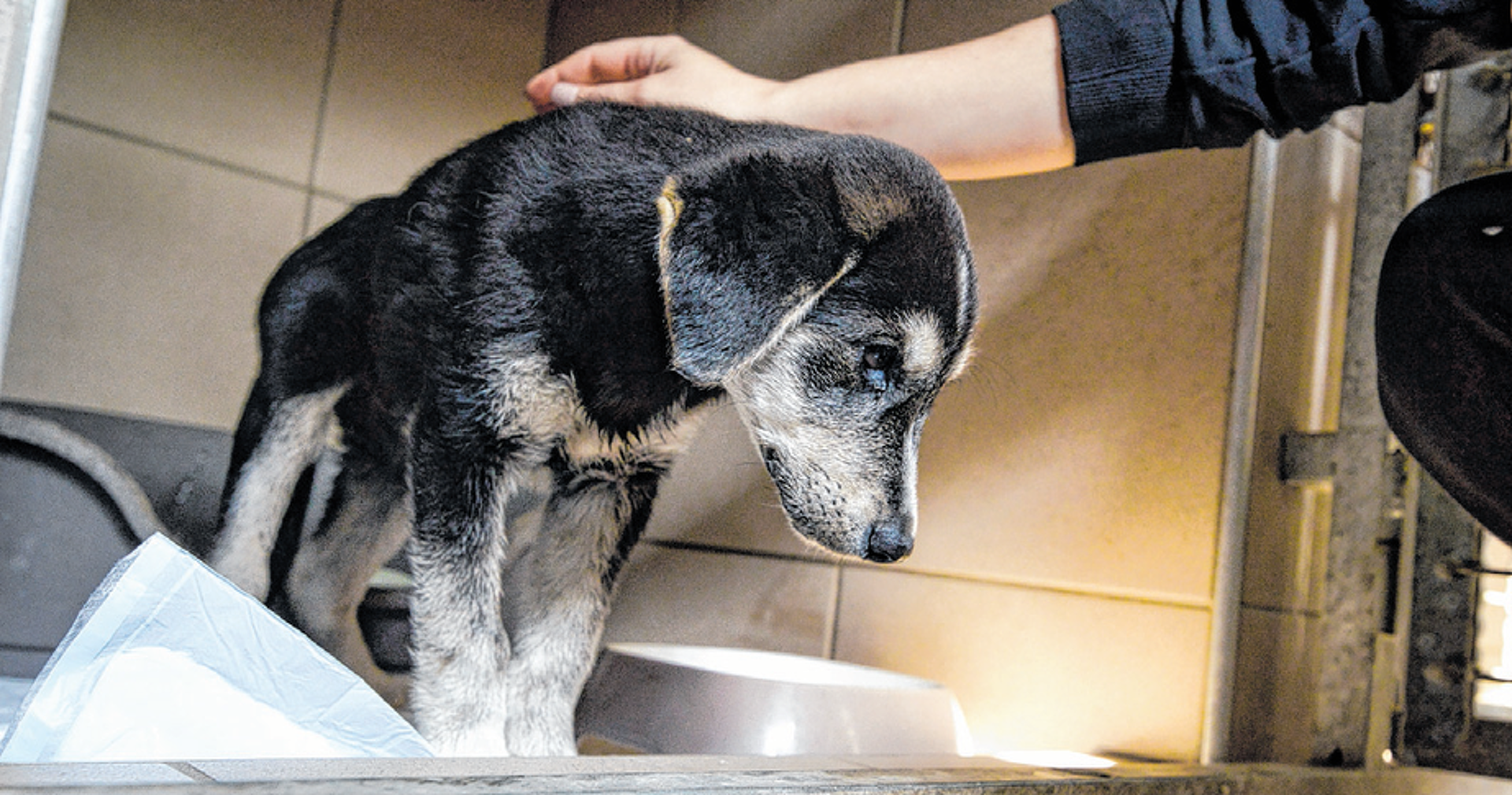 Egy bőröndbe zárta, így szabadult meg beteg kutyájától a kiskundorozsmai állatkínzó