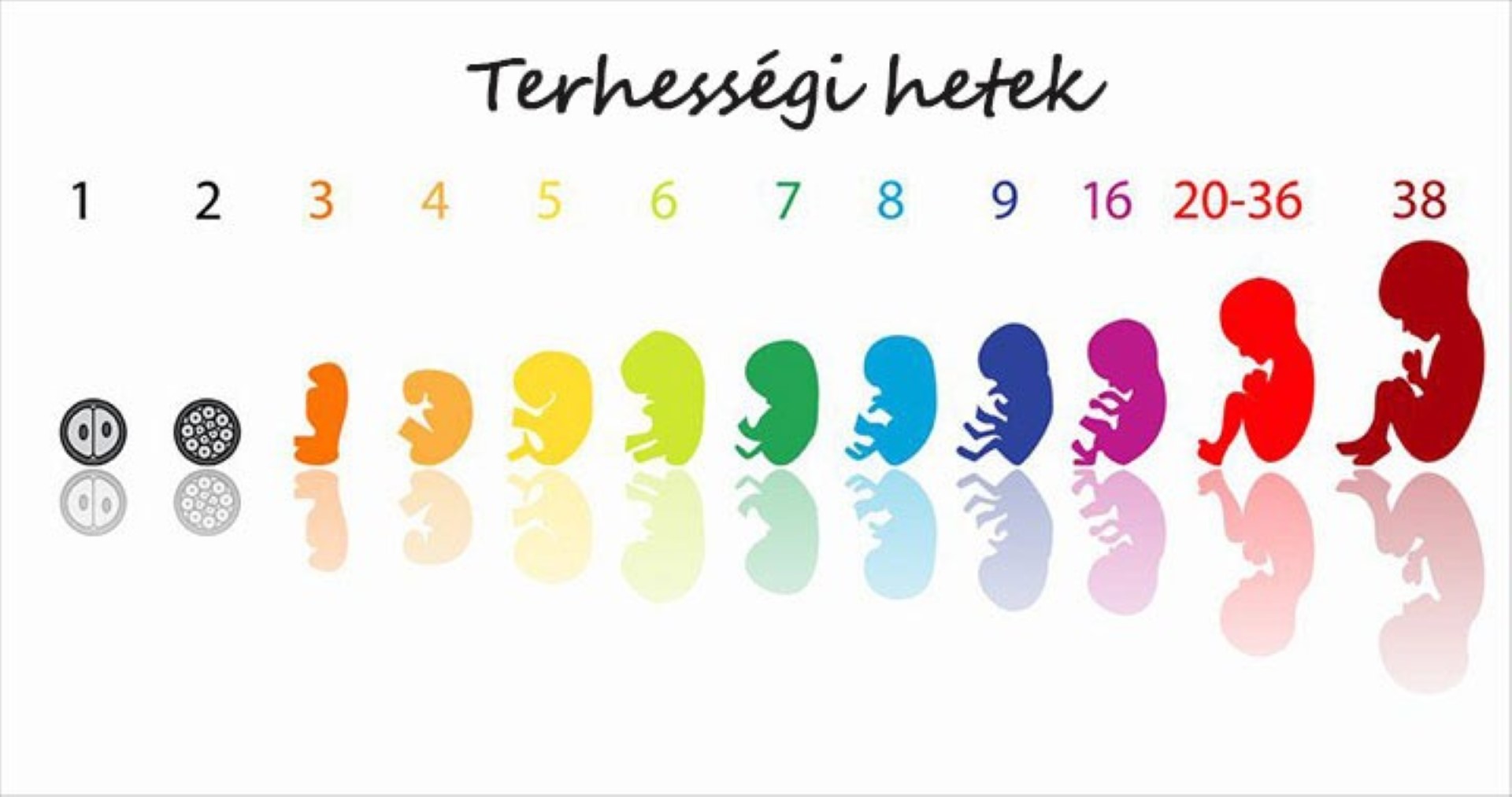 Döbbenet: zsákban találták meg a 25 hetes magzatot