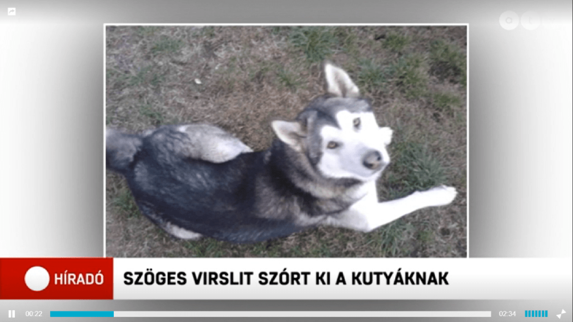 Csavarokkal teleszurkált virslivel öltek meg egy kutyát Dorogon