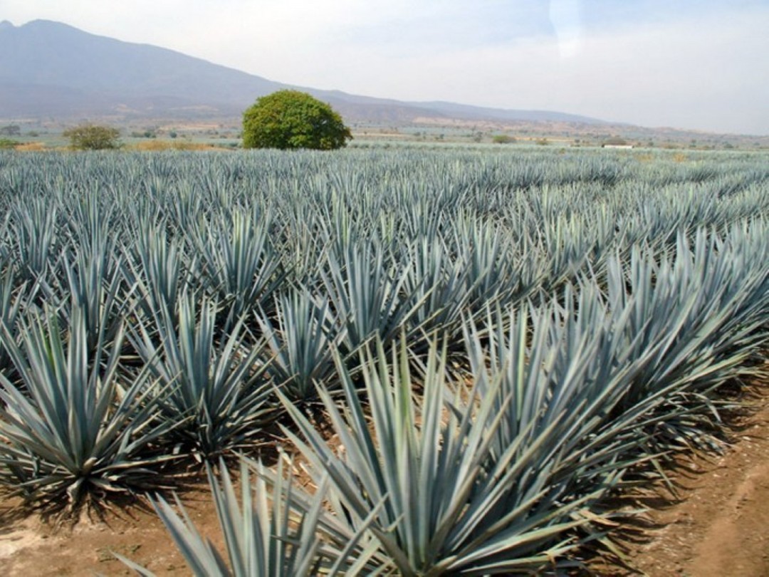 A tequila alapanyagából készítenének bioüzemanyagot