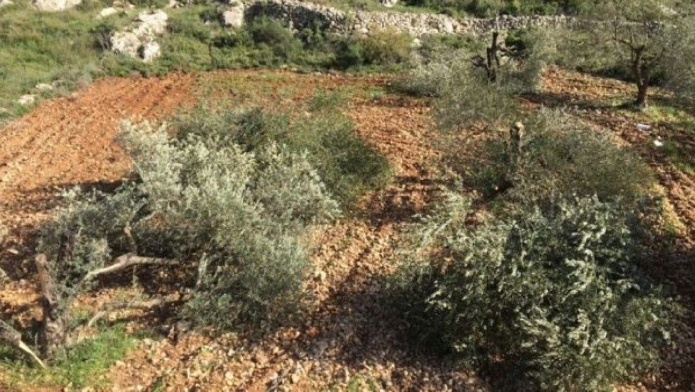 Ismét több tucat olajfát pusztítottak el a zsidó telepesek Hebron közelében