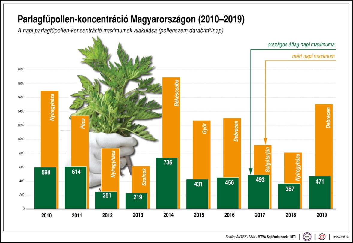 A nyáron magas lesz a parlagfű pollenkoncentrációja