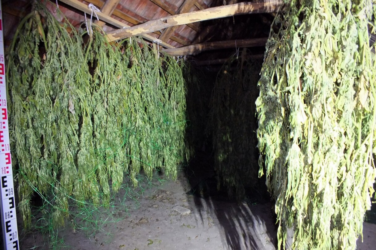 40 kiló szárított kender