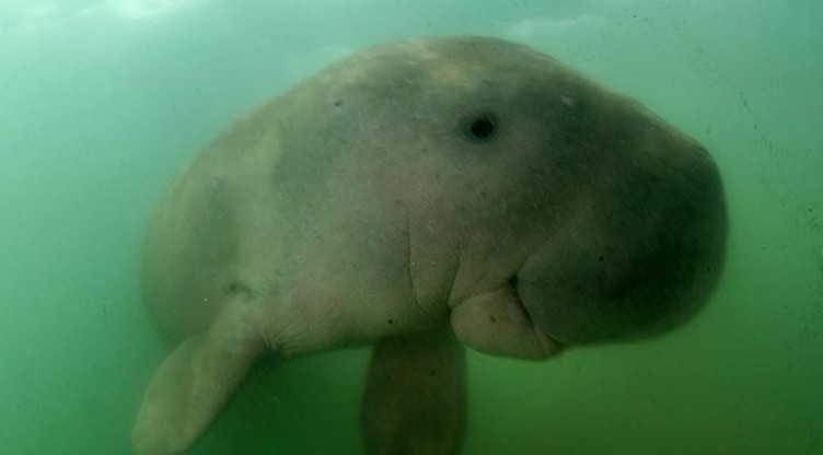 A túlhalászásnak köszönhetően pusztulhatott ki a kínai vizeken élő dugong
