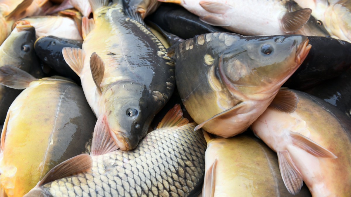 A halasok szerint bőséges lesz a halkínálat karácsonykor