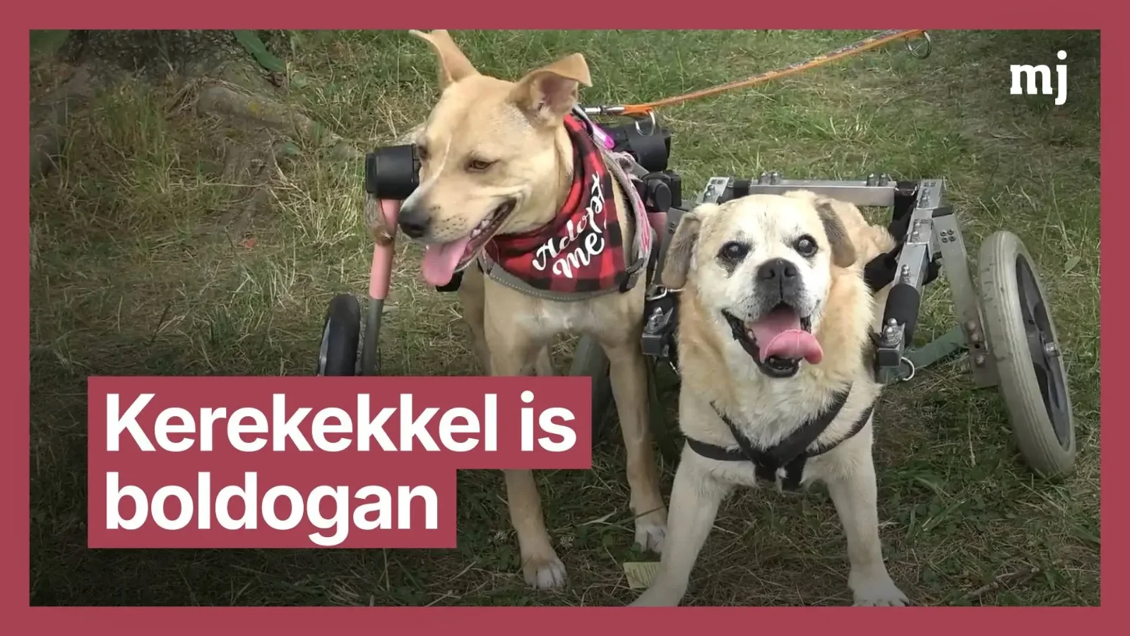 Kerekekkel is boldogan
