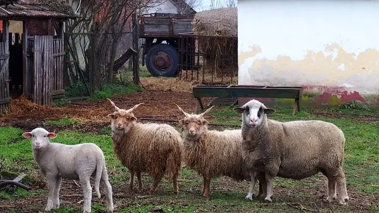 Kép: agraragazat.hu - Barna Ferenc