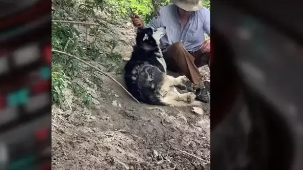 Egy kis huskyt ismeretlenek megkötöztek, majd ledobtak a Tisza töltéséről