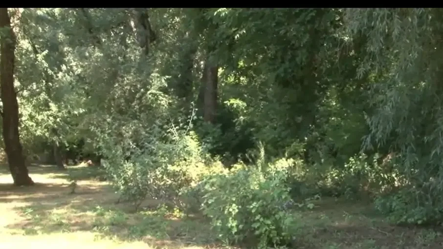Speciálisan kiképzett kutyára lőttek Borsodban