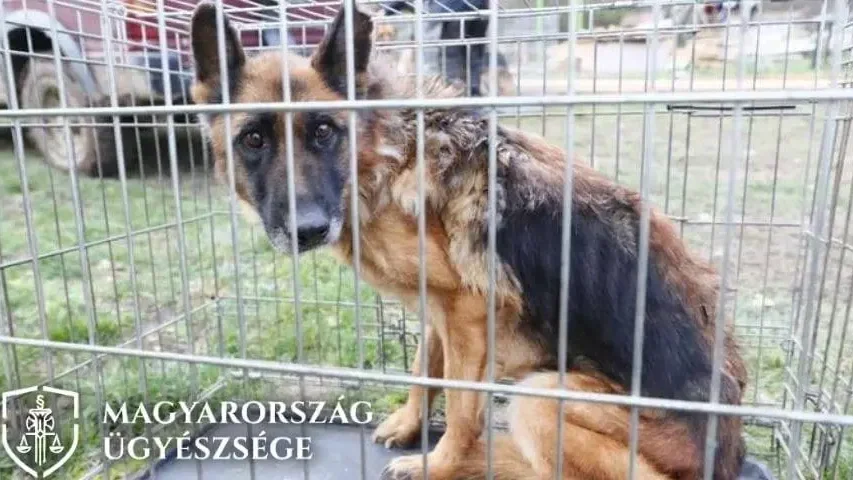 Illusztráció