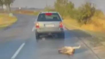 Brutális állatkínzás: kocsi után húzták a kétéves kutyát (+VIDEÓ)