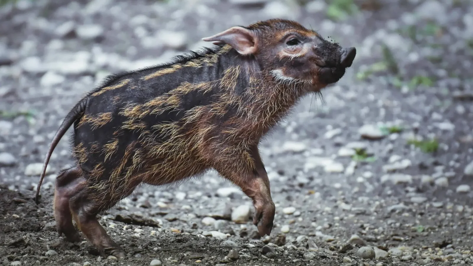 Felütötte a fejét a sertéspestis Baranya vármegyében