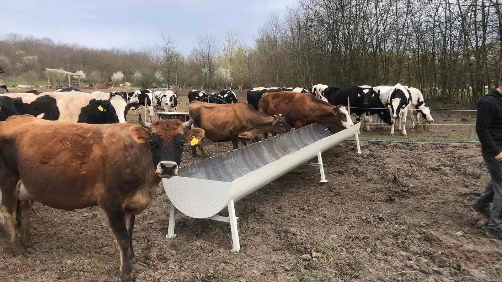 A vágóhídra került szarvasmarhák | Kép forrása: Bakó Norbert