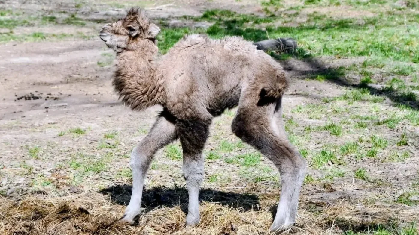 Az újszülött kétpúpú tevecsikó | Forrás: Miskolci Állatkert