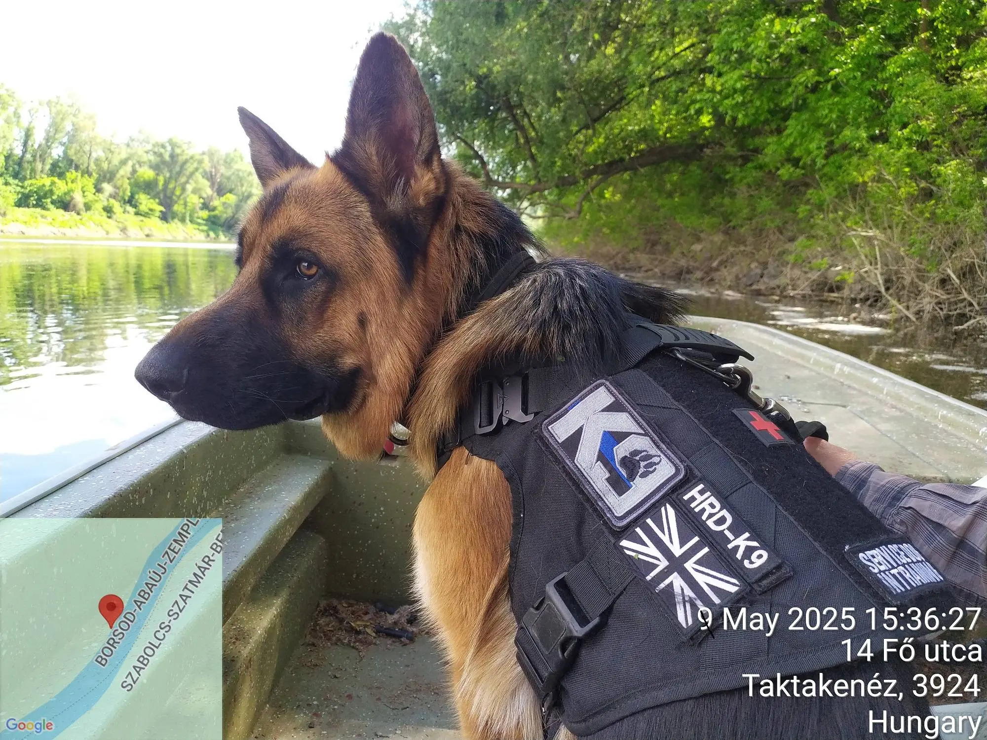 Keresőkutya | Forrás: Facebook/ Echo Search and Rescue