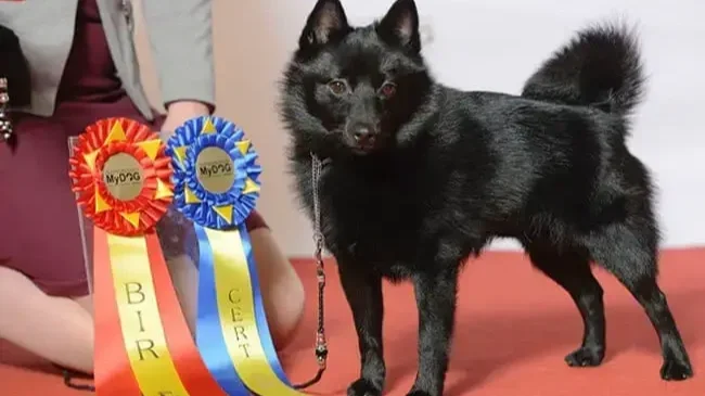 Schipperke | Kép forrása: animals.net