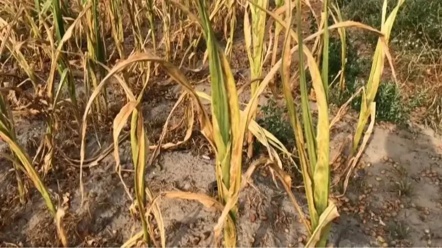 Kép forrása: agrárium7